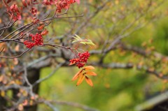 紅い実