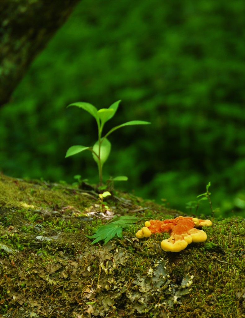 はぐくむ森