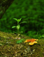 はぐくむ森