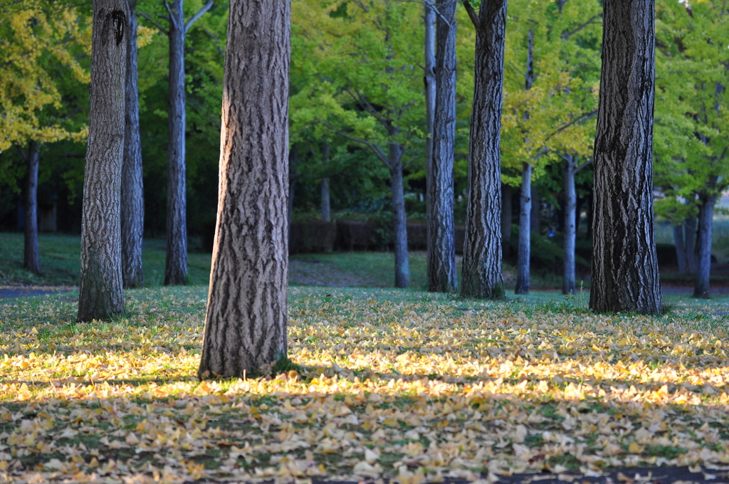 朝の光に包まれて