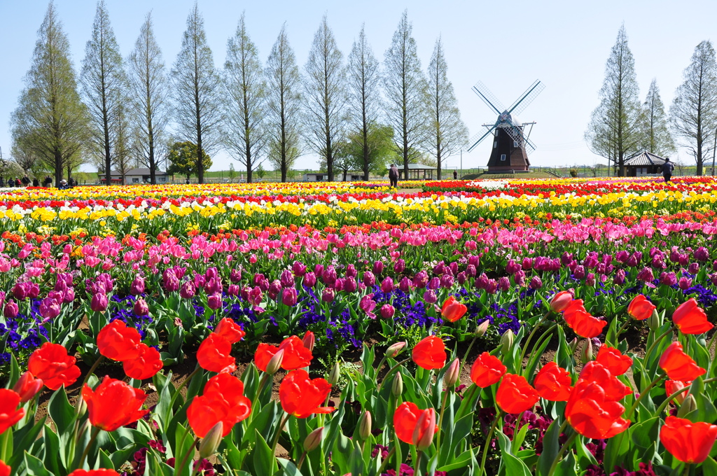 風車に見守られて