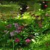 木漏れ日のくりん草