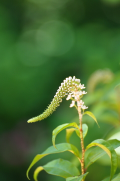 野の花