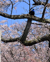 お花見中
