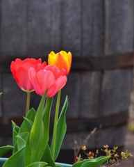 春の花