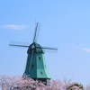 桜の向こうに