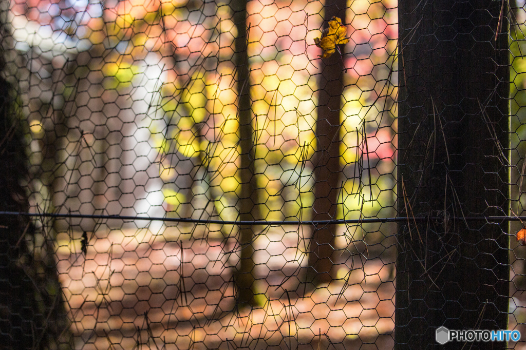 Natural stained glass of autumn scenery