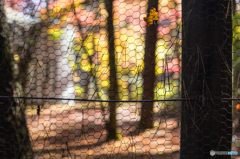 Natural stained glass of autumn scenery