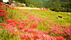 寺坂棚田の曼珠沙華（彼岸花）