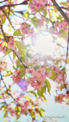 八重桜