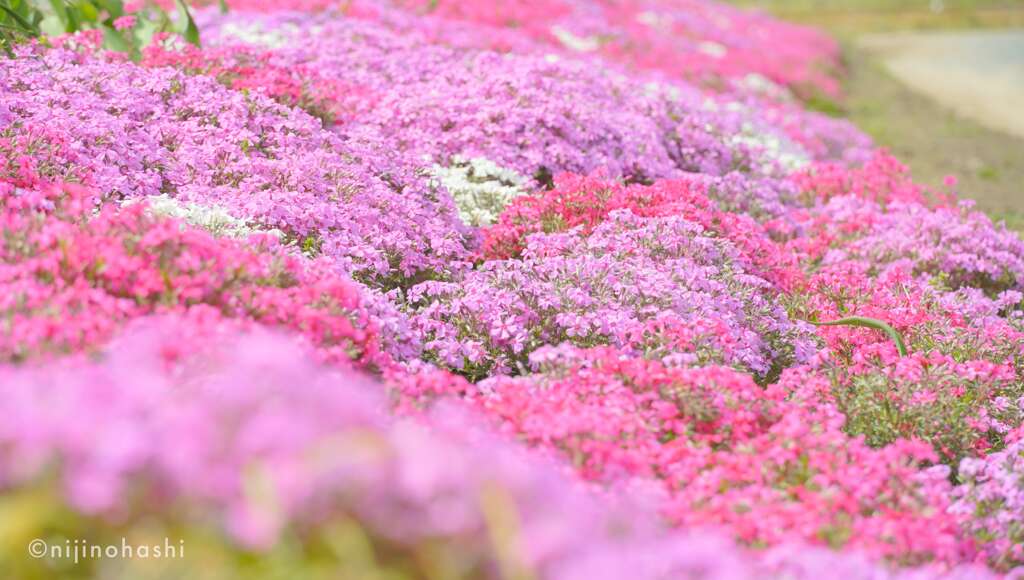 道端の芝桜