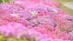 道端の芝桜