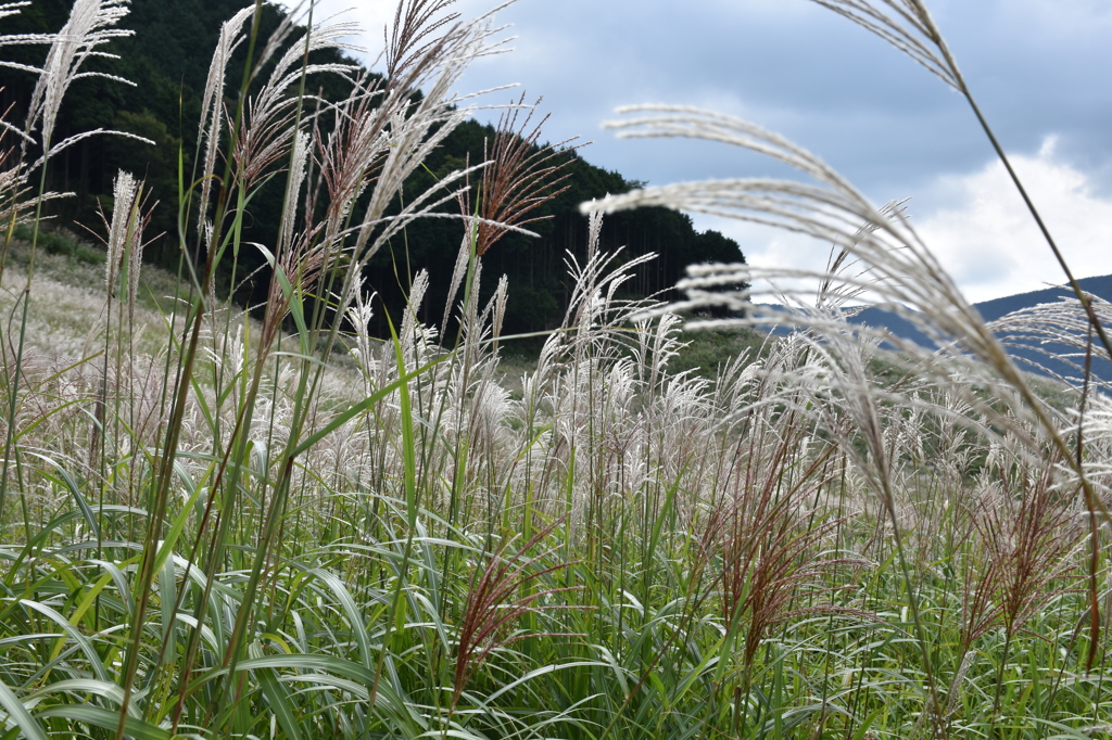 すすきに埋もれて