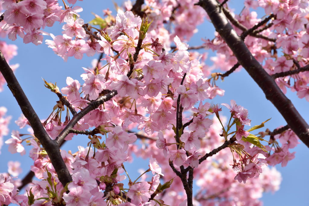 三浦海岸の河津桜