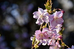 江の島の河津桜