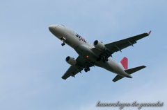 飛行機　JAL