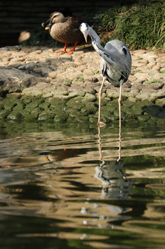 22138143808_cebe71717e_o