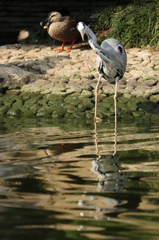 22138143808_cebe71717e_o