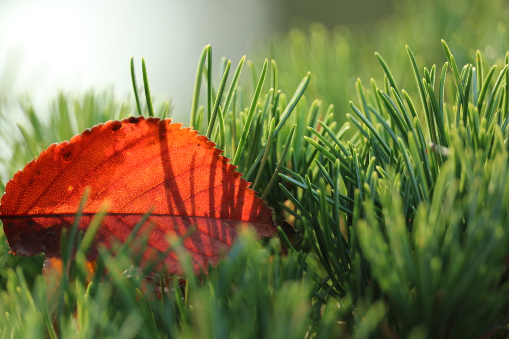 広葉（紅葉）と針葉