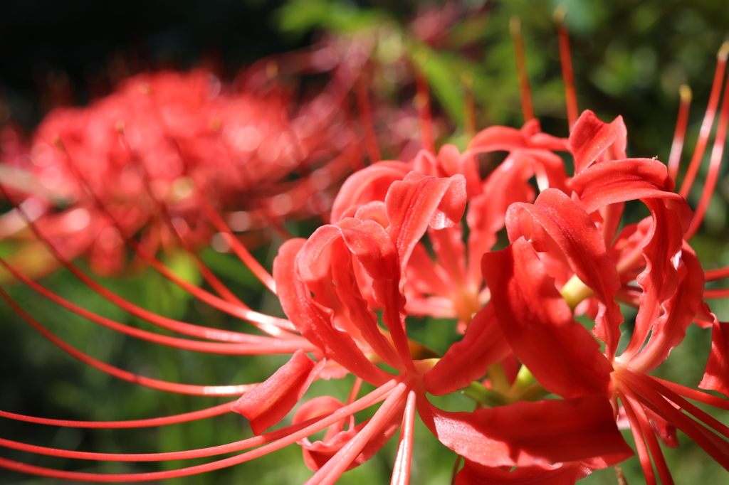 21433131008_bb5541b897_o