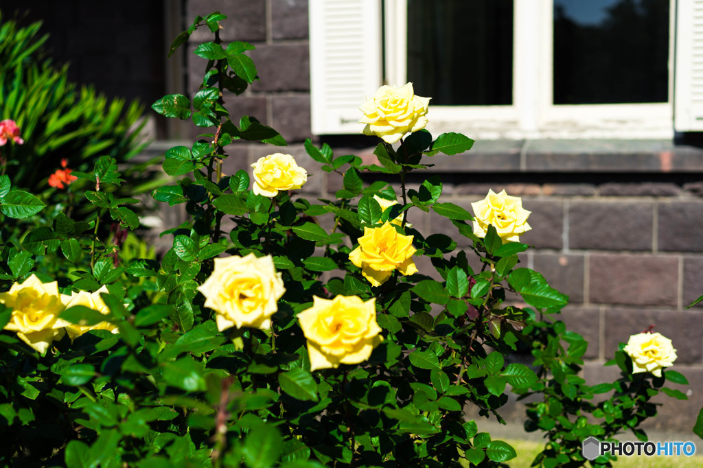 黄薔薇