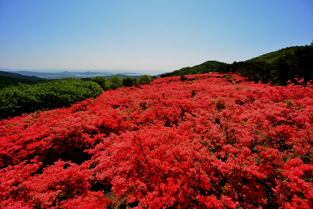 徳仙丈山つつじ１