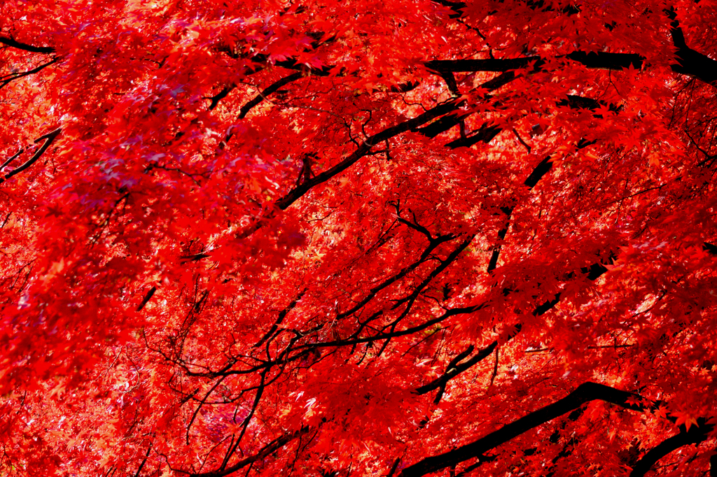 弘前城紅葉3