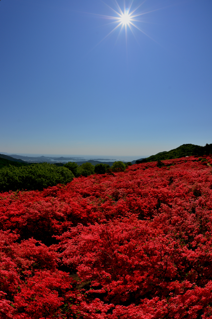 太陽とつつじ