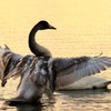 白鳥の飛び立ち