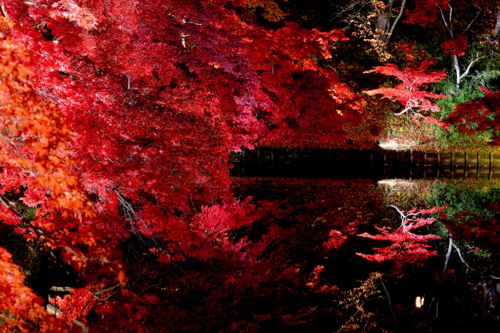 弘前城紅葉　ライトアップ3