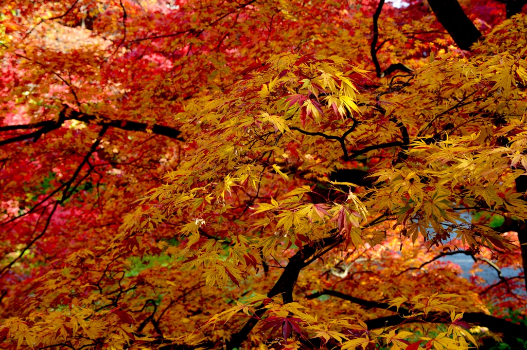 弘前城紅葉5