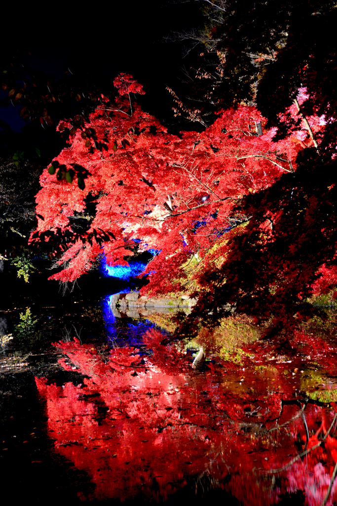 弘前城紅葉　ライトアップ1