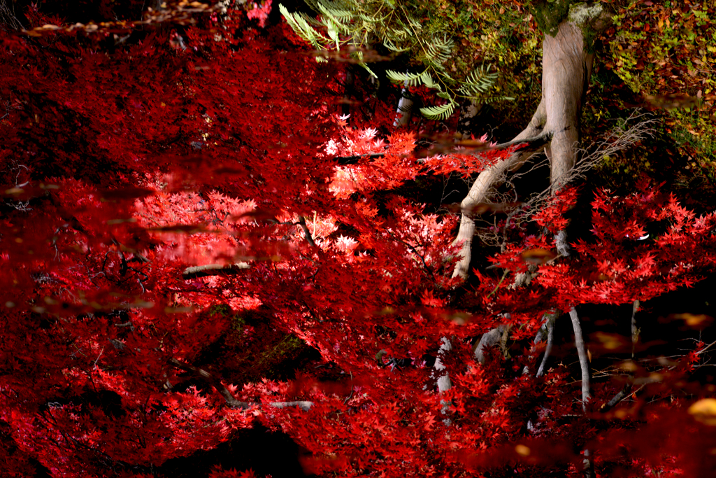 弘前城紅葉　水面に写るもみじ