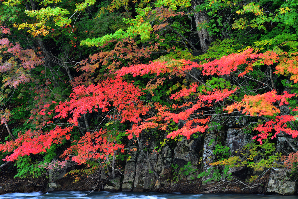 八幡平紅葉2