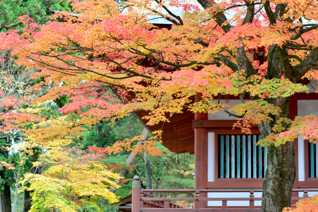 毛越寺1