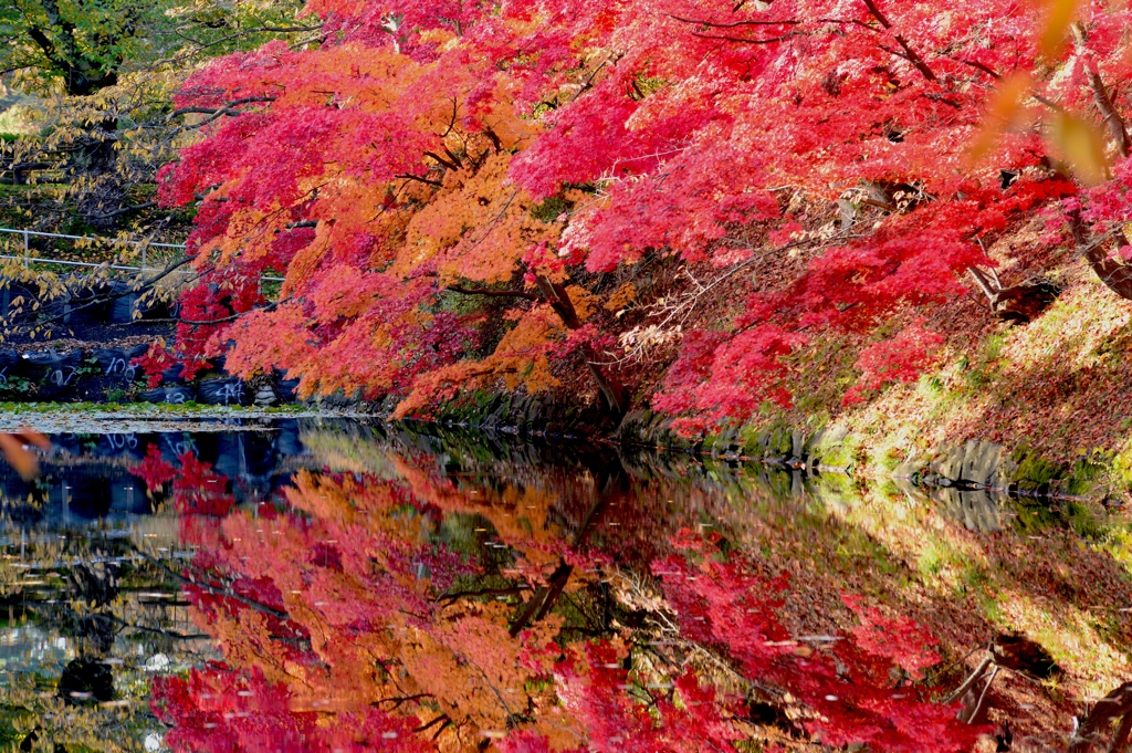 弘前城紅葉1