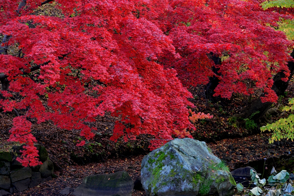 弘前城紅葉4