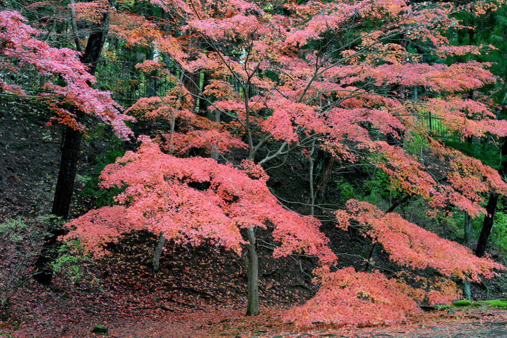 毛越寺4
