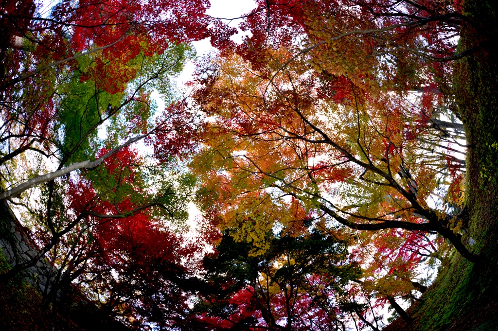 弘前城紅葉5
