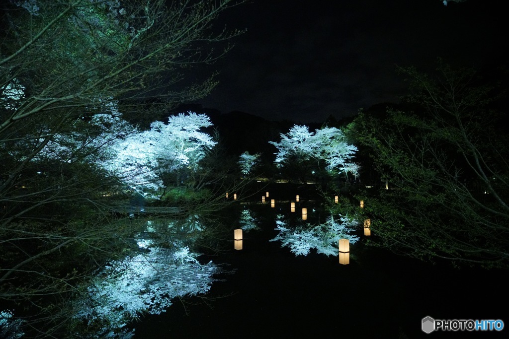 湖面の桜