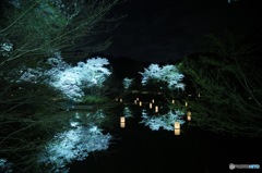 湖面の桜