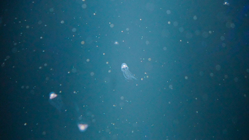  jellyfish=alien?