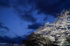 夜桜