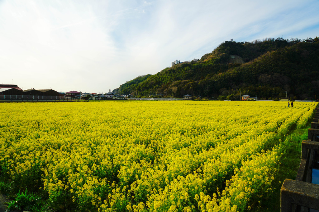 菜の花畑