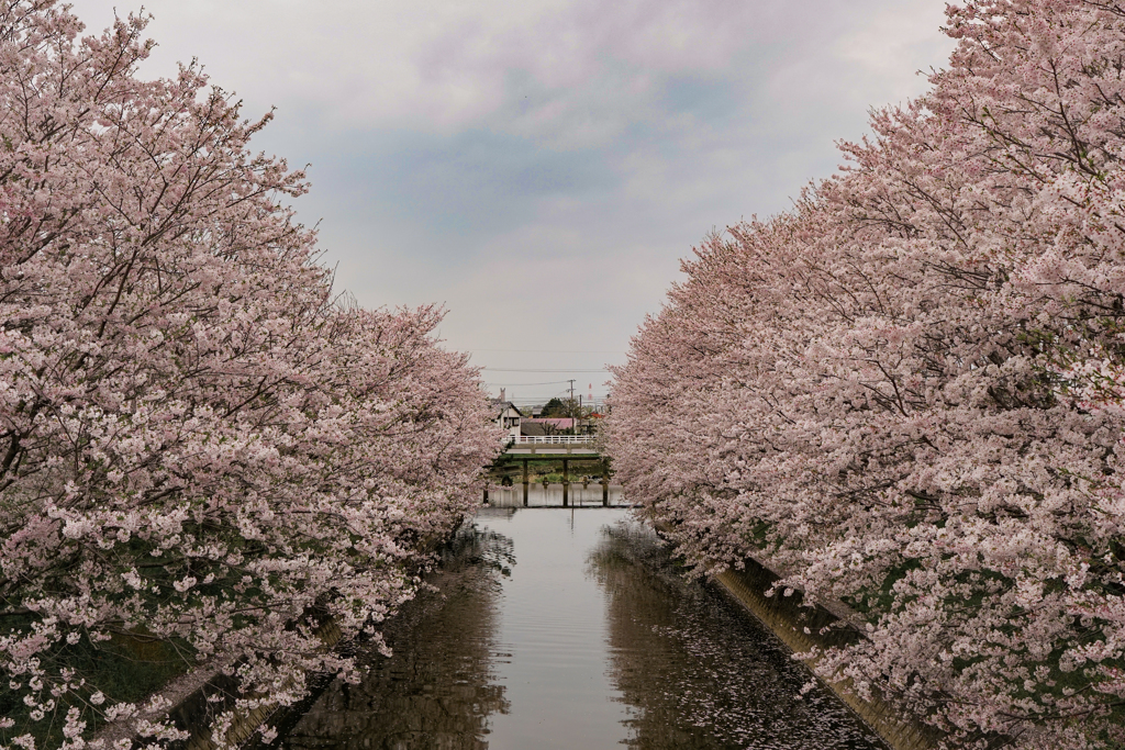 桜の水路
