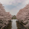 桜の水路