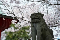 狛犬と桜