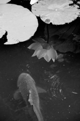 水に映った花と鯉