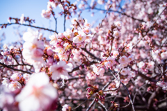 桜もさもさ