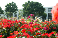 噎せ返る様な薔薇の香りと